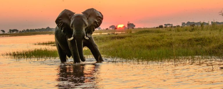 Lire la suite à propos de l’article Namibie – Botswana & Zimbabwe