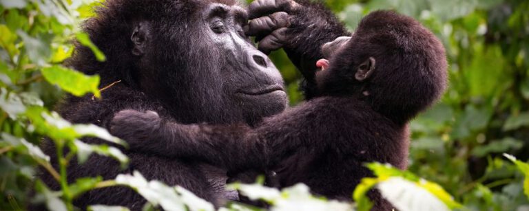 Lesen Sie mehr über den Artikel Ouganda : À la Rencontre des Gorilles et des Paysages Sauvages d’Afrique.