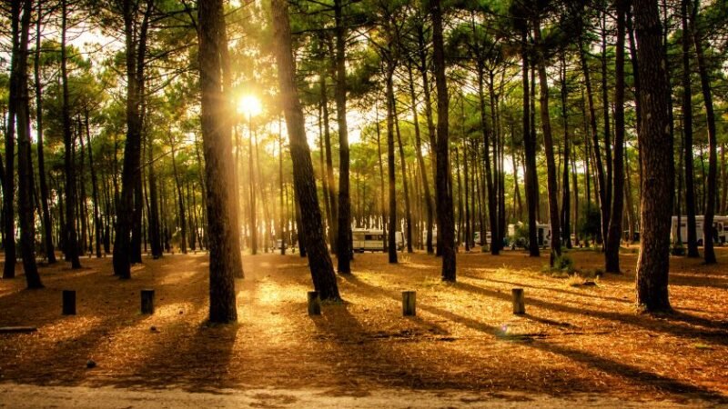 Forêt de pins illuminée par les rayons du soleil couchant.