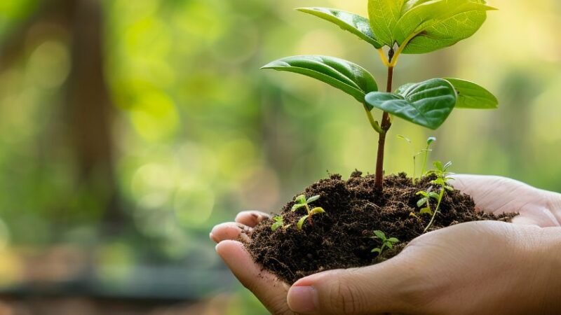 Mains tenant un jeune plant avec de la terre, symbole de croissance et durabilité.