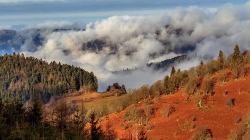 Paysage de collines boisées avec brouillard épais et couleurs automnales.