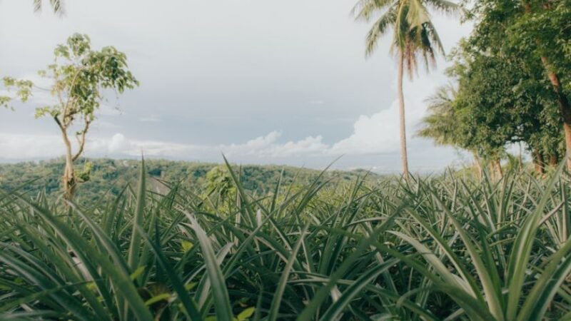 Champ d’ananas verdoyant sous un ciel nuageux, entouré de palmiers et d’arbres tropicaux dans un paysage naturel.