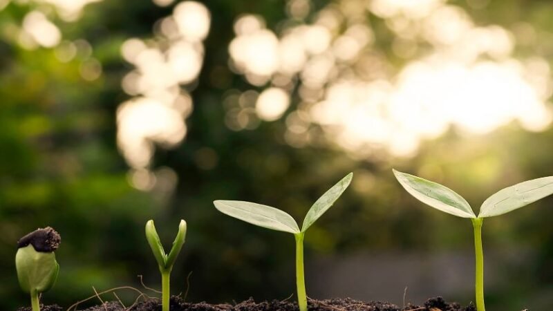 Jeunes pousses vertes émergeant du sol, représentant la croissance et la durabilité dans un environnement naturel ensoleillé.