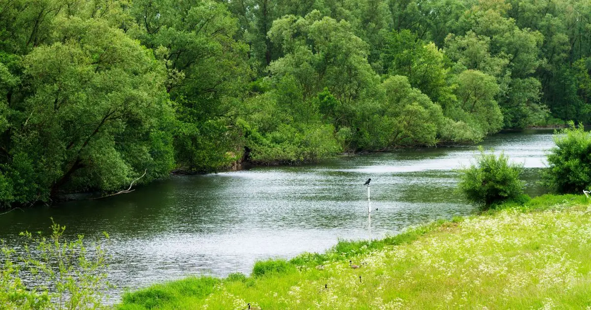 Rivière paisible bordée d'arbres verdoyants et de fleurs sauvages au printemps, illustrant la nature préservée et le tourisme durable.