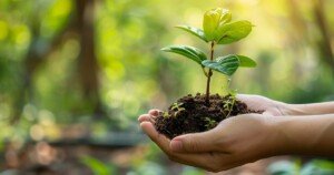 Mains tenant un jeune plant verdoyant avec de la terre, sur fond de nature floue, symbole d’engagement écologique, de régénération et de tourisme durable.