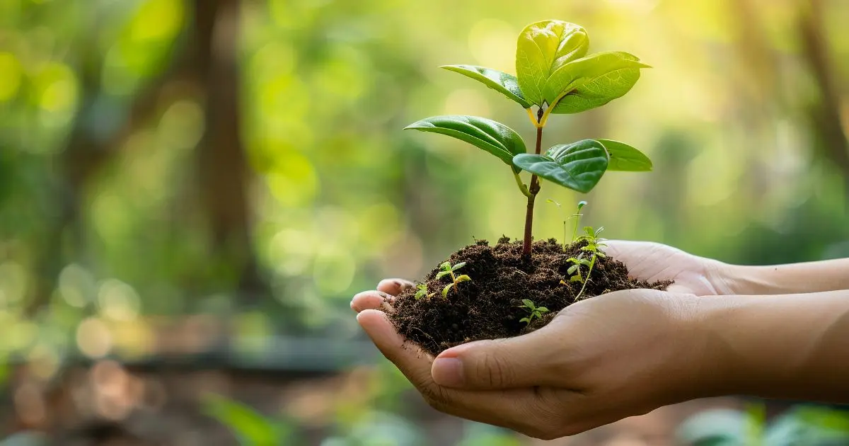 Mains tenant un jeune plant verdoyant avec de la terre, sur fond de nature floue, symbole d’engagement écologique, de régénération et de tourisme durable.