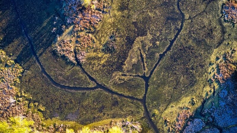 Vue aérienne d’un marais avec des canaux naturels formant un réseau complexe, bordé de végétation verte.