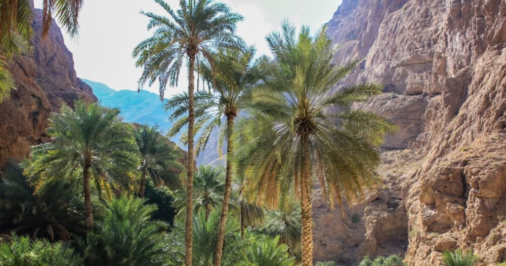 OMAN : “Randonnée au départ de Mascate à travers les monts Hajar, Nizwa, les sables de Wahiba et le long de la côte” 15 jours/ 13 nuits (Du 27. 11 au 11. 12. 2026)