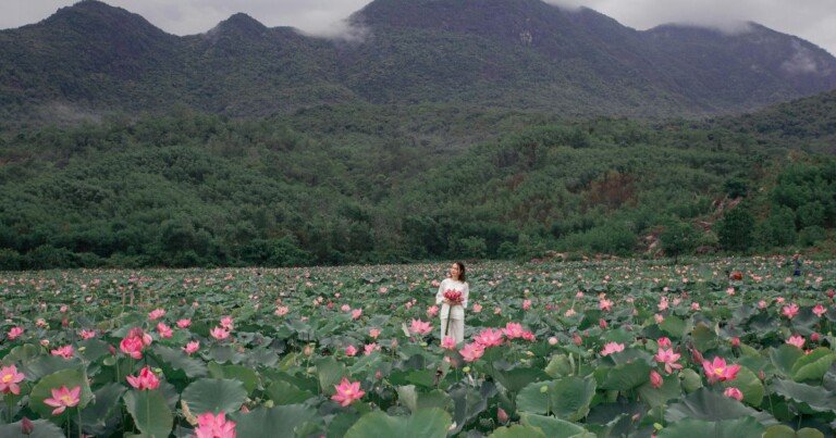 Femme dans un champ de lotus avec des montagnes en arrière-plan.