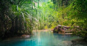 Rivière aux eaux turquoise serpentant au cœur d’une forêt tropicale luxuriante, symbole de nature préservée et d’écotourisme.