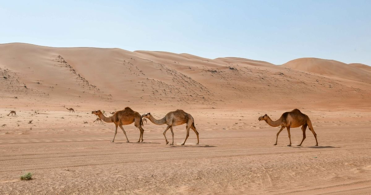Vous êtes en train de regarder Oman : À travers les trois déserts d’Arabie